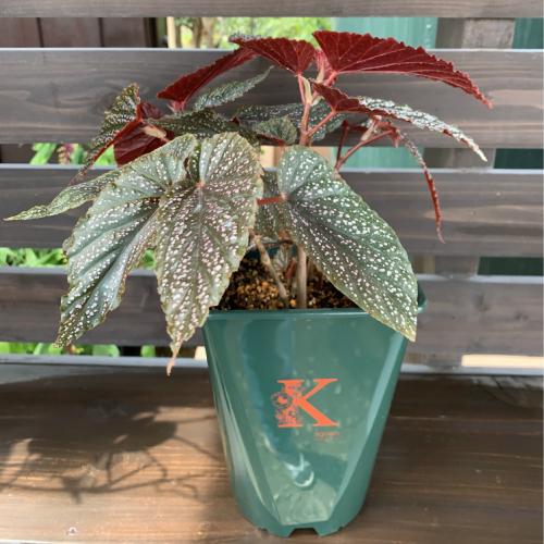 ベゴニア 木立性 観葉植物 おしゃれ 育てやすい ベニゴ B Benigo 1個 そのまま飾れる 花