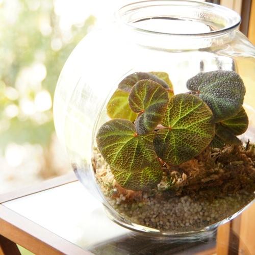 根茎性ベゴニア 観葉植物 苗 ブラジルsp 2 5号ポット 人気のテラリウムにも おしゃれ 鉢植え Z Begonia Brazilsp イングの森 花 苗 育て方 通販 Yahoo ショッピング