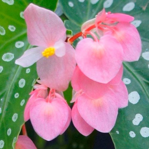 木立性ベゴニア 花 鉢植え マイスペシャルエンジェル 夏 秋 5号 そのまま飾れる 花郷園オリジナルロゴ入りプラ鉢 Z Begonia Myangel5 イングの森 花 苗 育て方 通販 Yahoo ショッピング