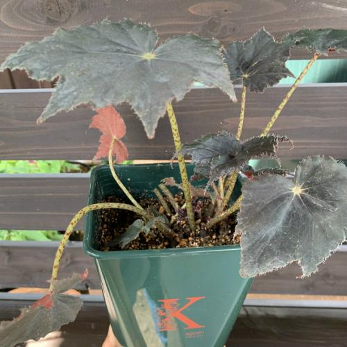 ベゴニア 根茎性 花 鉢植え 1個 黒鷲 B Kurowashi 春 そのまま飾れる花郷園オリジナルロゴ入りプラ 観葉植物 おしゃれ 育てやすい Z Begonia Orip イングの森 花 苗 育て方 通販 Yahoo ショッピング
