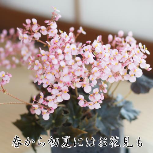 ベゴニア 根茎性 花 鉢植え 1個 黒鷲 B Kurowashi 春 そのまま飾れる花郷園オリジナルロゴ入りプラ 観葉植物 おしゃれ 育てやすい Z Begonia Orip イングの森 花 苗 育て方 通販 Yahoo ショッピング