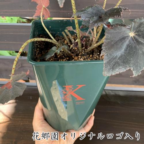 ベゴニア 根茎性 花 鉢植え 1個 黒鷲 B Kurowashi 春 そのまま飾れる花郷園オリジナルロゴ入りプラ 観葉植物 おしゃれ 育てやすい Z Begonia Orip イングの森 花 苗 育て方 通販 Yahoo ショッピング