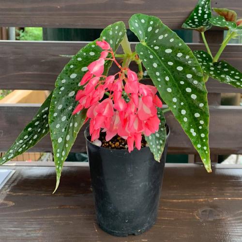 ベゴニア 木立性 流れ星 花 苗 鉢植え 4号 1個 観葉植物 四季咲き おしゃれ おすすめ Z Begonia Star4 イングの森 花 苗 球根 育て方 通販 Yahoo ショッピング