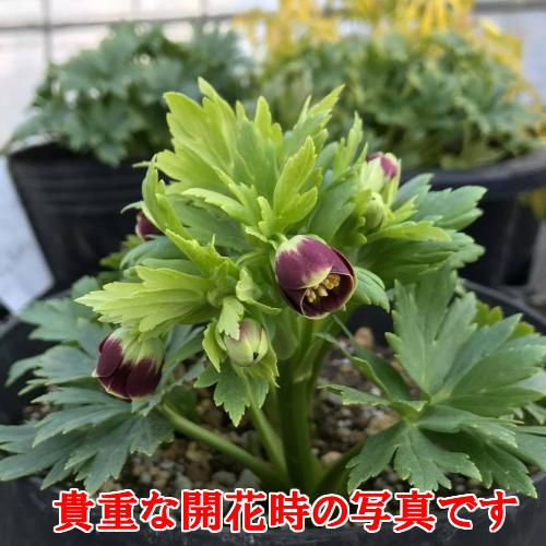 クリスマスローズ 花 苗 冬 ヘレボルス ヴェシカリウス 3.5号ポット