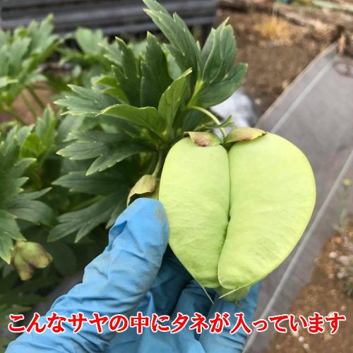 クリスマスローズ 花 苗 冬 ヘレボルス ヴェシカリウス 3.5号ポット