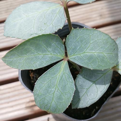 クリスマスローズ 花 苗 リビダス スレーティー 原種系 松村ナーセリーさんのカラーリーフ 9cmポット 観葉植物 Z Chriro Collrs イングの森 花 苗 育て方 通販 Yahoo ショッピング