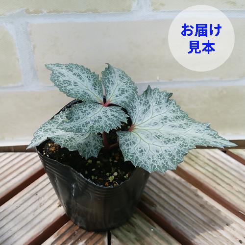 クリスマスローズ 花 苗 ステルニーviva ビバ 原種系 松村ナーセリーさんのカラーリーフ 9cmポット 観葉植物 Z Chriro Collrsv イングの森 花 苗 育て方 通販 Yahoo ショッピング