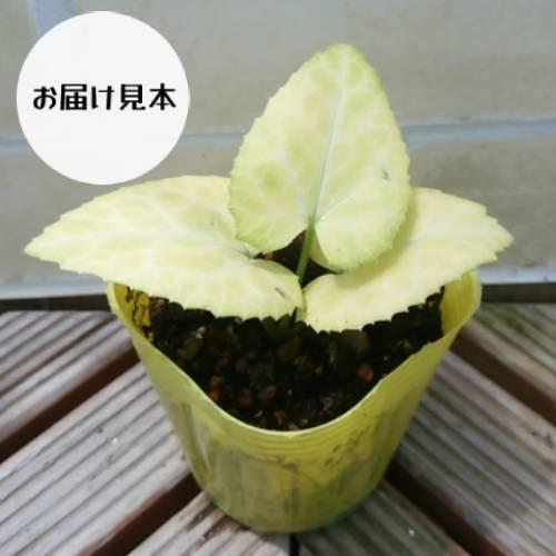 松村園芸さんのカラーリーフ クリスマスローズ ステルニー ネオゴールデンリーフ 9cmポット Z Chriro Neog イングの森 花 苗 育て方 通販 Yahoo ショッピング