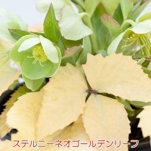 クリスマスローズ 花 苗 松村園芸ゴールドカラーリーフ 選べる3種の9cmポット Z Chriro St イングの森 花 苗 育て方 通販 Yahoo ショッピング