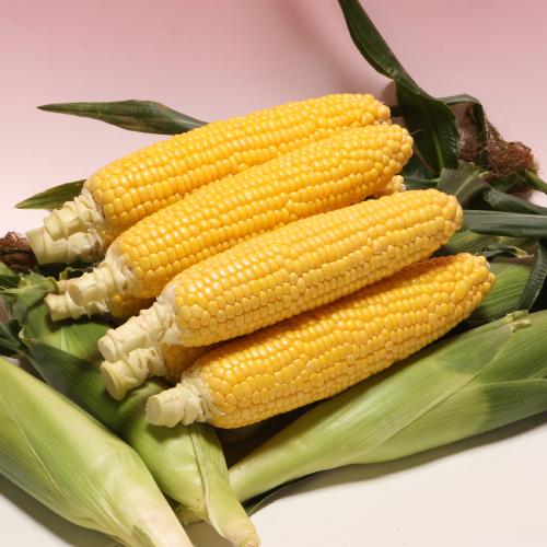 トウモロコシ 種 栽培 タネ あまいんです 粒 スイートコーン 業務用小分け 野菜 ミニ とうもろこし 日本郵便またはネコポス便 Z Corn Amai イングの森 花 苗 球根 育て方 通販 Yahoo ショッピング