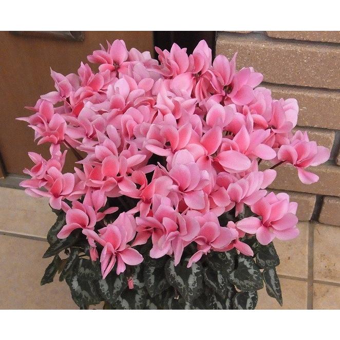 予約販売】 矢祭園芸が開発したシクラメン 八重咲きシクラメンチモ