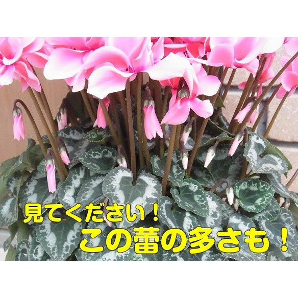 予約販売】 矢祭園芸が開発したシクラメン 八重咲きシクラメンチモ
