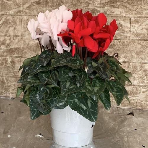 深見東州紅白のシクラメン