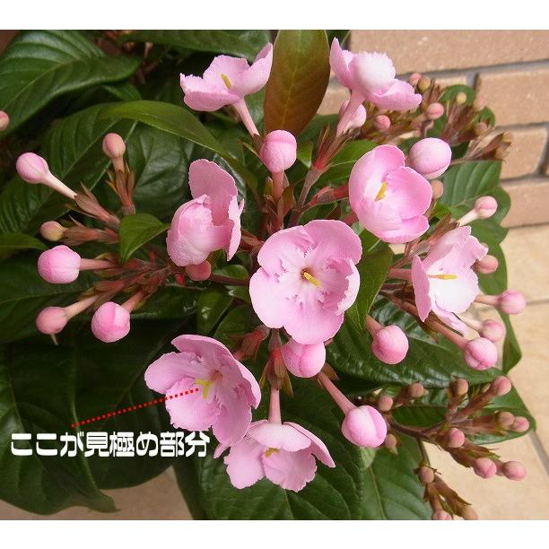 新しいルクリアリメイク 限定生産 ６号鉢 Z Luclia 6 Big イングの森 花 苗 育て方 通販 Yahoo ショッピング