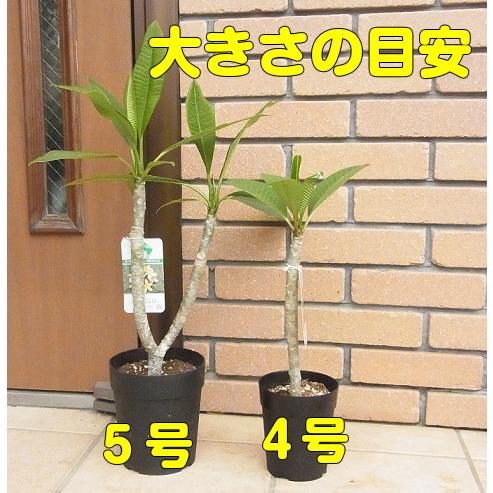 プルメリア 4号鉢 3苗セット ジャングルジャックス社製 鉢植え