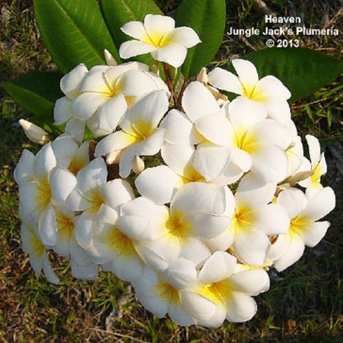 プルメリア プルメリア ヘブン 4号鉢（直径12cm） ジャングルジャックス社