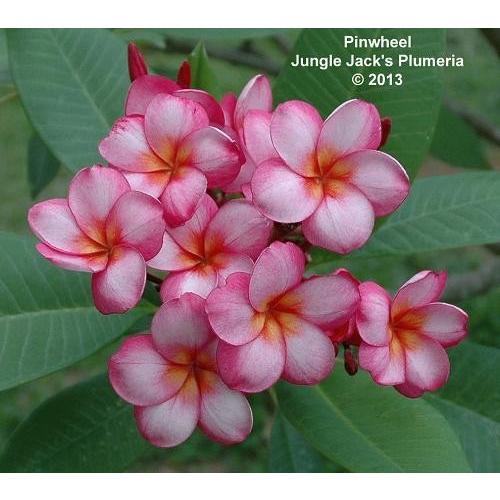 プルメリア 花 苗木ピンウィール 5号鉢 ジャングルジャックス社 Z Plu Pinwheel4 イングの森 花 苗 球根 育て方 通販 Yahoo ショッピング