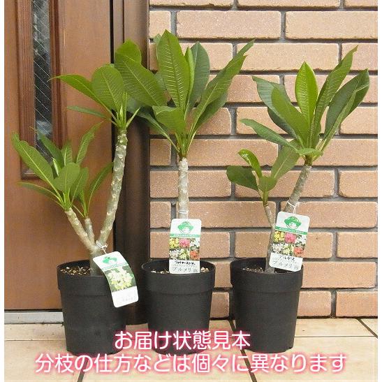 プルメリア センセーショナル 5号鉢（直径15cm） ジャングル