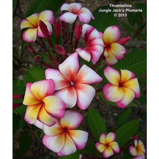 プルメリア 苗木 花 サンバリーナ ５号鉢 レイなどにも 常緑低木 夏 秋 Z Plu Thumbarina イングの森 花 苗 育て方 通販 Yahoo ショッピング