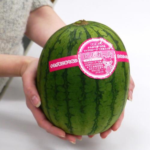 本物の スイカ 種 たね ピノ ガール 小玉 果物 3粒 マイクロシード すいか 西瓜 家庭菜園 送料無料 業務用小分け メール便 第四種郵便発送で日本全国送料無料 Wantannas Go Id
