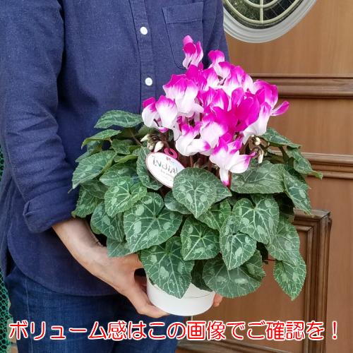 シクラメン 鉢花 5号 2種セット 福袋 色品種完全おまかせ お買い得 全国送料無料 Z Zzz Sale2p イングの森 花 苗 球根 育て方 通販 Yahoo ショッピング