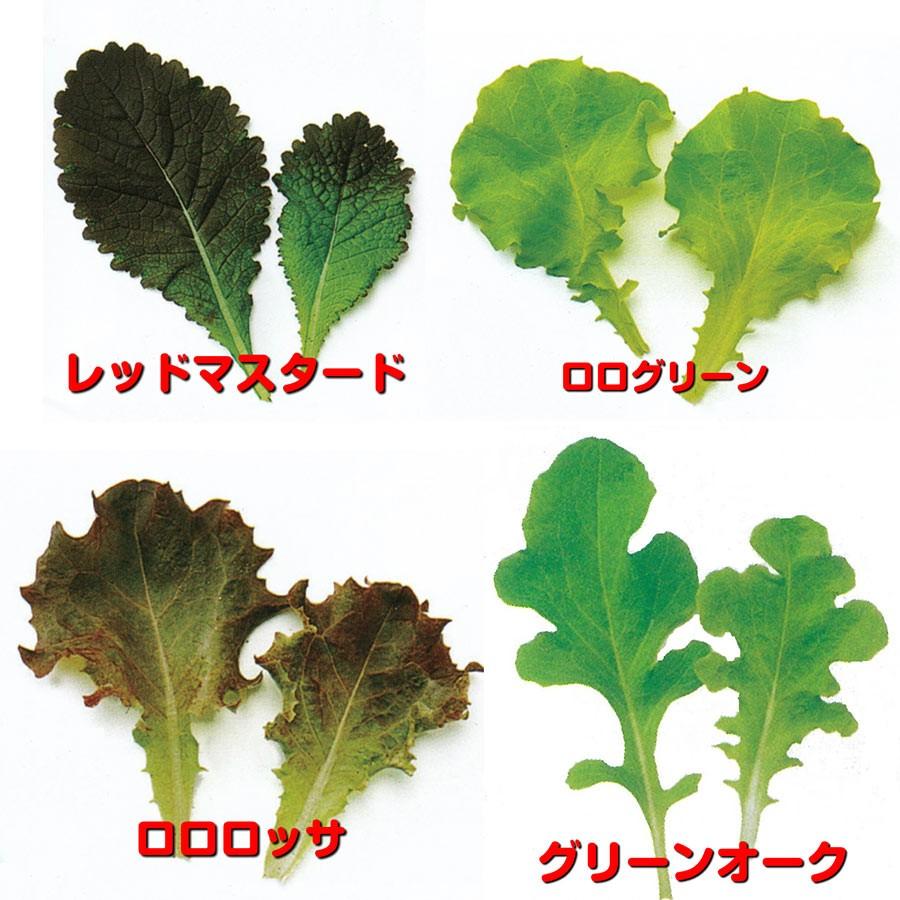 ベビーリーフ 業務用小分け 栽培 種 タネ ルッコラ ロロロッサ チコリーなど7種類セット 第4種または一般郵便なら全国送料無料 Zzz Gfp Babyleaf イングの森 花 苗 育て方 通販 Yahoo ショッピング