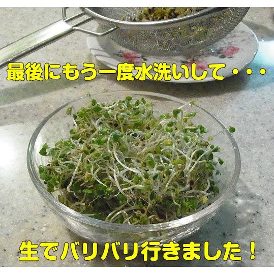 ブロッコリー スプラウト のタネ 業務用小分け 500ml 花粉症対策にも Zzz Gfp Blocoriginal イングの森 花 苗 育て方 通販 Yahoo ショッピング