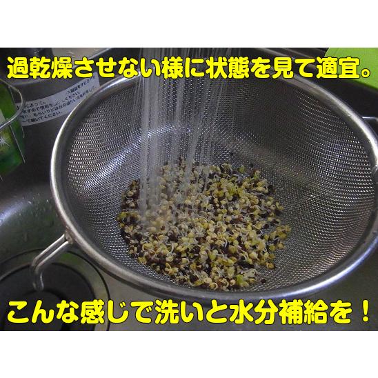 ブロッコリー(スプラウト)のタネ 業務用小分け 300ml 花粉症対策にも｜hanamankai｜05