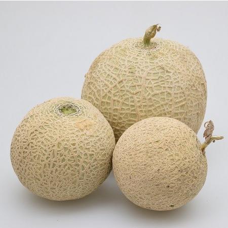 ミニメロン 果実 種 メロリーナ 家庭菜園で収穫できるメロンのタネ 3粒パック 業務用小分け 交配せずに結実できます 第4種または一般郵便なら全国送料無料 Zzz Gfp Melon イングの森 花 苗 育て方 通販 Yahoo ショッピング
