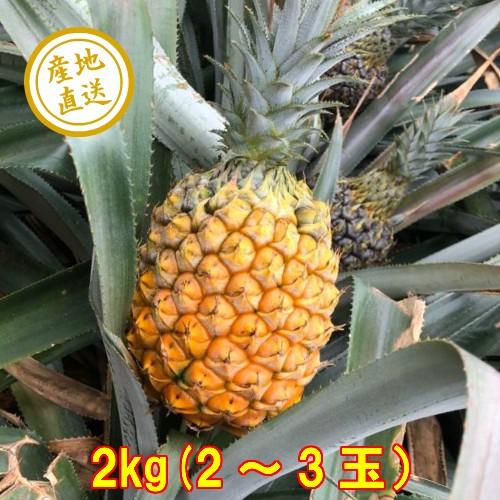 母の日 ギフト プレゼント スナックパイン 沖縄産直 ボゴールパイン 2kg 2 3玉 食べた後 葉 冠芽 部を植えれば自宅で収穫もできますよ コロナ 応援 食品 Zzz Okinawap2 イングの森 花 苗 育て方 通販 Yahoo ショッピング