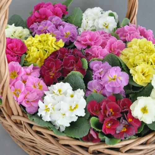 プリムラのタネ 種 八重咲き大輪 宿根アコーリス ペチコート 生産用タネ小分け 約粒 第4種または一般郵便発送ｏｋ 花 Zzz S Priy イングの森 花 苗 育て方 通販 Yahoo ショッピング