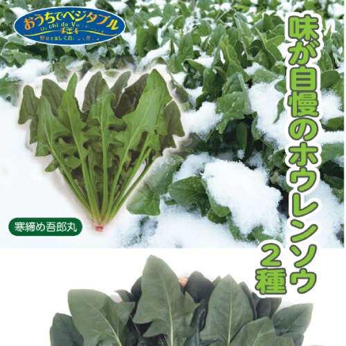 味が自慢のホウレンソウ2種 （寒締め・サラダ）の種 寒締め吾郎丸
