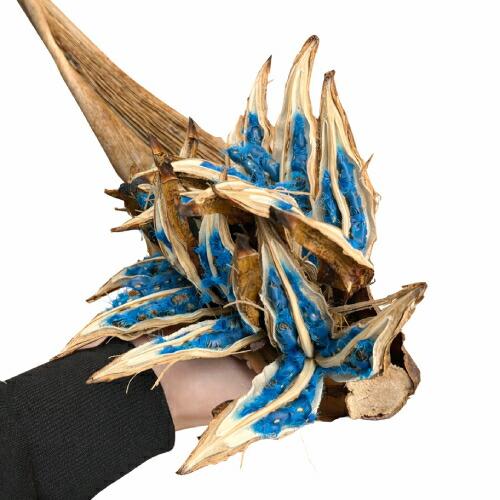 タビビトノキ　扇芭蕉　販売 タビビトノキのタネ（旅人の木の種 / 扇芭蕉の木） LLサイズ 1個 送料