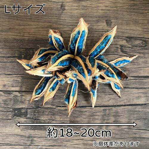 タビビトノキのタネ（旅人の木の種 / 扇芭蕉の木） Lサイズ 1個 送料