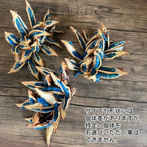 タビビトノキのタネ（旅人の木の種 / 扇芭蕉の木） Lサイズ 1個 送料