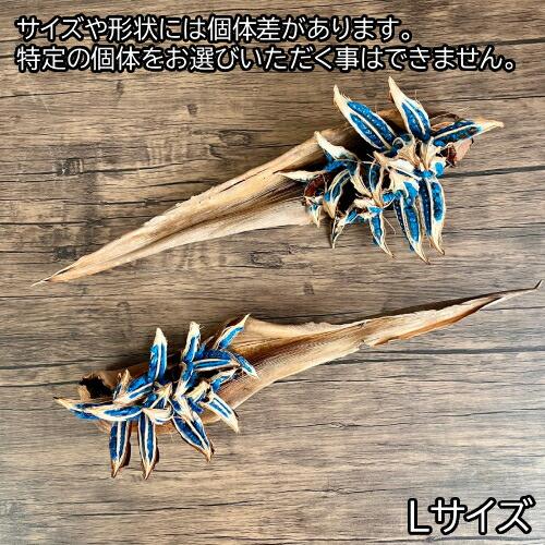 タビビトノキのタネ（旅人の木の種 / 扇芭蕉の木） Lサイズ 1個 送料