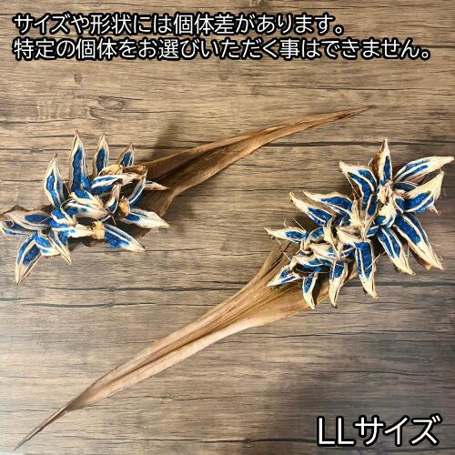 タビビトノキのタネ（旅人の木の種 / 扇芭蕉の木） LLサイズ 1個 送料