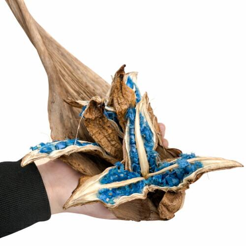 タビビトノキのタネ（旅人の木の種 / 扇芭蕉の木） Sサイズ 1個 送料