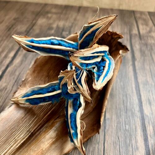 タビビトノキ　扇芭蕉　販売 タビビトノキのタネ（旅人の木の種 / 扇芭蕉の木） LLサイズ 1個 送料