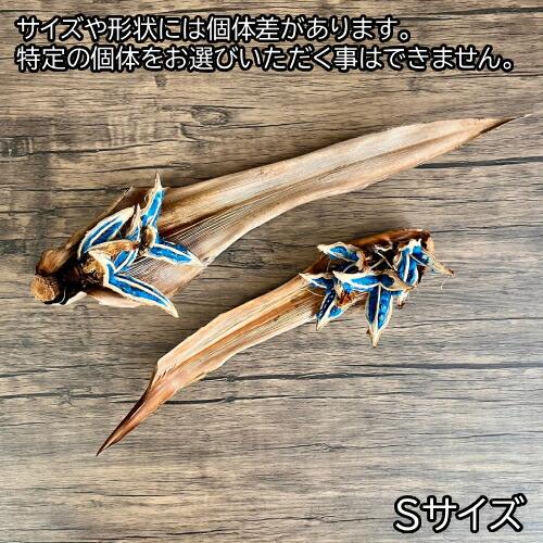 タビビトノキのタネ（旅人の木の種 / 扇芭蕉の木） Sサイズ 1個 送料