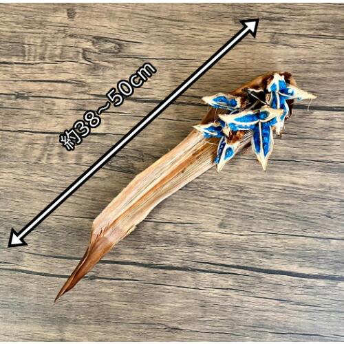 タビビトノキ　扇芭蕉　販売 タビビトノキのタネ（旅人の木の種 / 扇芭蕉の木） LLサイズ 1個 送料