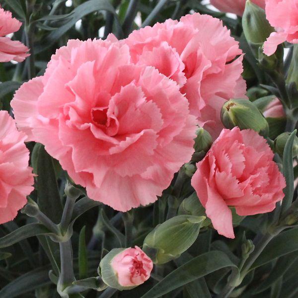 カーネーション 鉢植え ディアママピンク 母の日 贈り物 記念日 送料無料 お届けは5月1日 5月11日となります Hmo 014 花雅 通販 Yahoo ショッピング