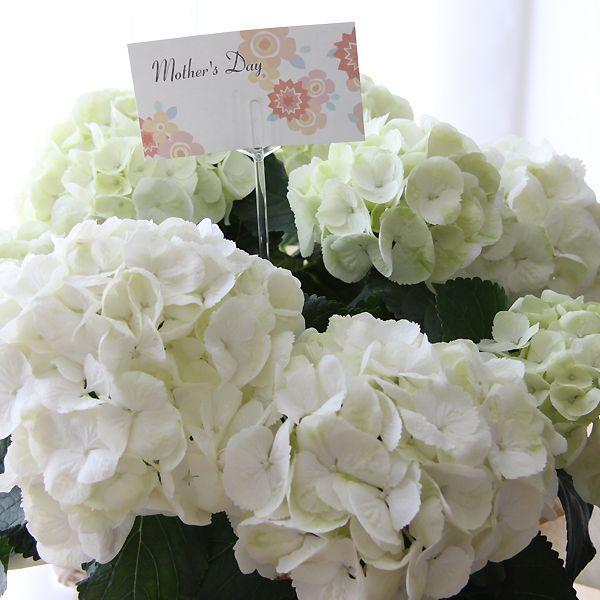 大輪のあじさい 送料無料 ありがとう 母の日ギフト カラーが選べる鉢植え紫陽花 母の日 お届けは5月1日 5月11日となります Pt Mo004 1 花雅 通販 Yahoo ショッピング