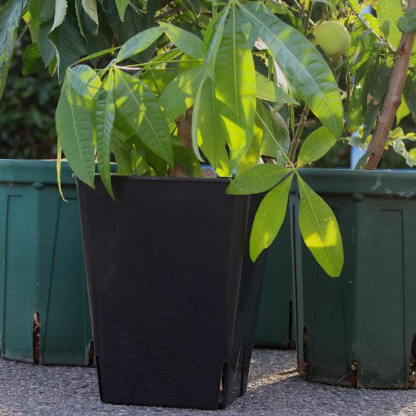 角型 8号スリット鉢(スクエアタイプ) EG-240L 植木鉢 : 花実樹 角型 8号スリット鉢(スクエアタイプ) EG-240L 植木鉢 : 花実樹