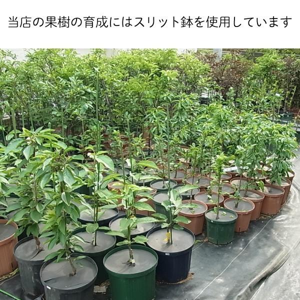角型 8号スリット鉢(スクエアタイプ) EG-240L 植木鉢 : 花実樹 角型 8号スリット鉢(スクエアタイプ) EG-240L 植木鉢 : 花実樹