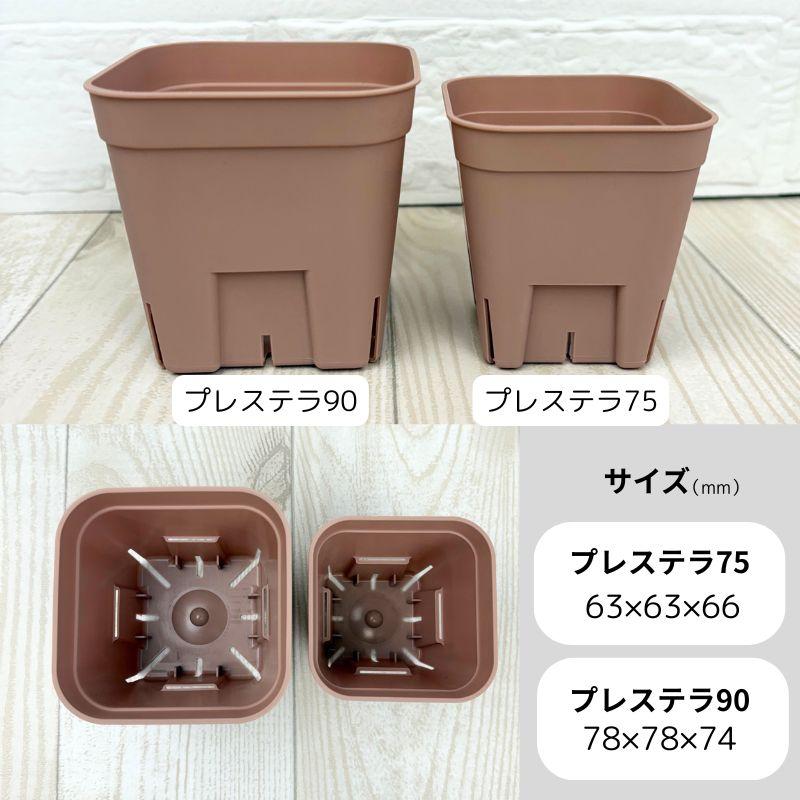 プレステラプレミアム75 1個 2号 スリット鉢 : 花実樹(はなみき)ヤフー