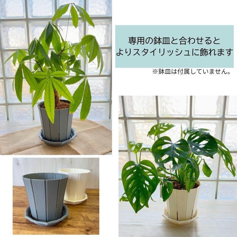 スリットオアシス 7号 スリット鉢 ホワイト グレー : 花実樹(はなみき