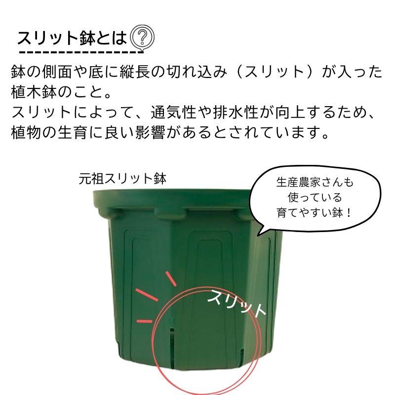 スリットオアシス 6号 5個セット スリット鉢 ホワイト グレー : 花実樹