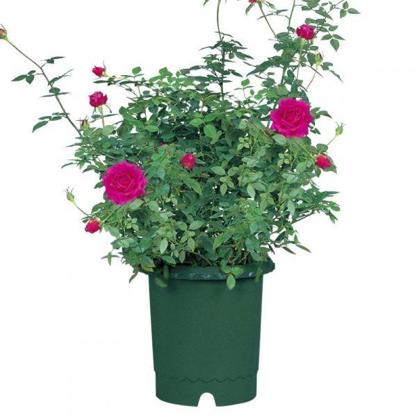 リッチェル バラ鉢 10号 約30cm グリーン Barabachi10 花実樹ヤフー店 通販 Yahoo ショッピング