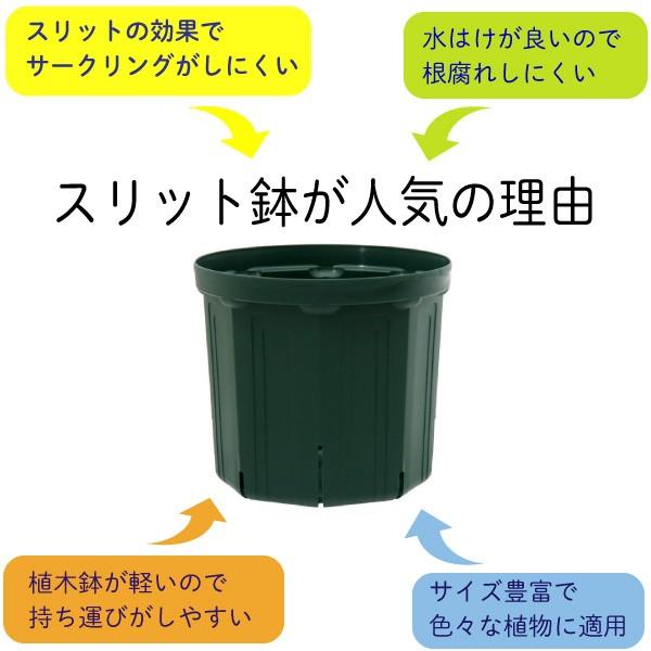 6号スリット鉢 懸崖タイプ 90個入りケース販売 【送料無料】 北海道